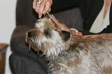 CAIRN TERRIER - BROSSAGE 027